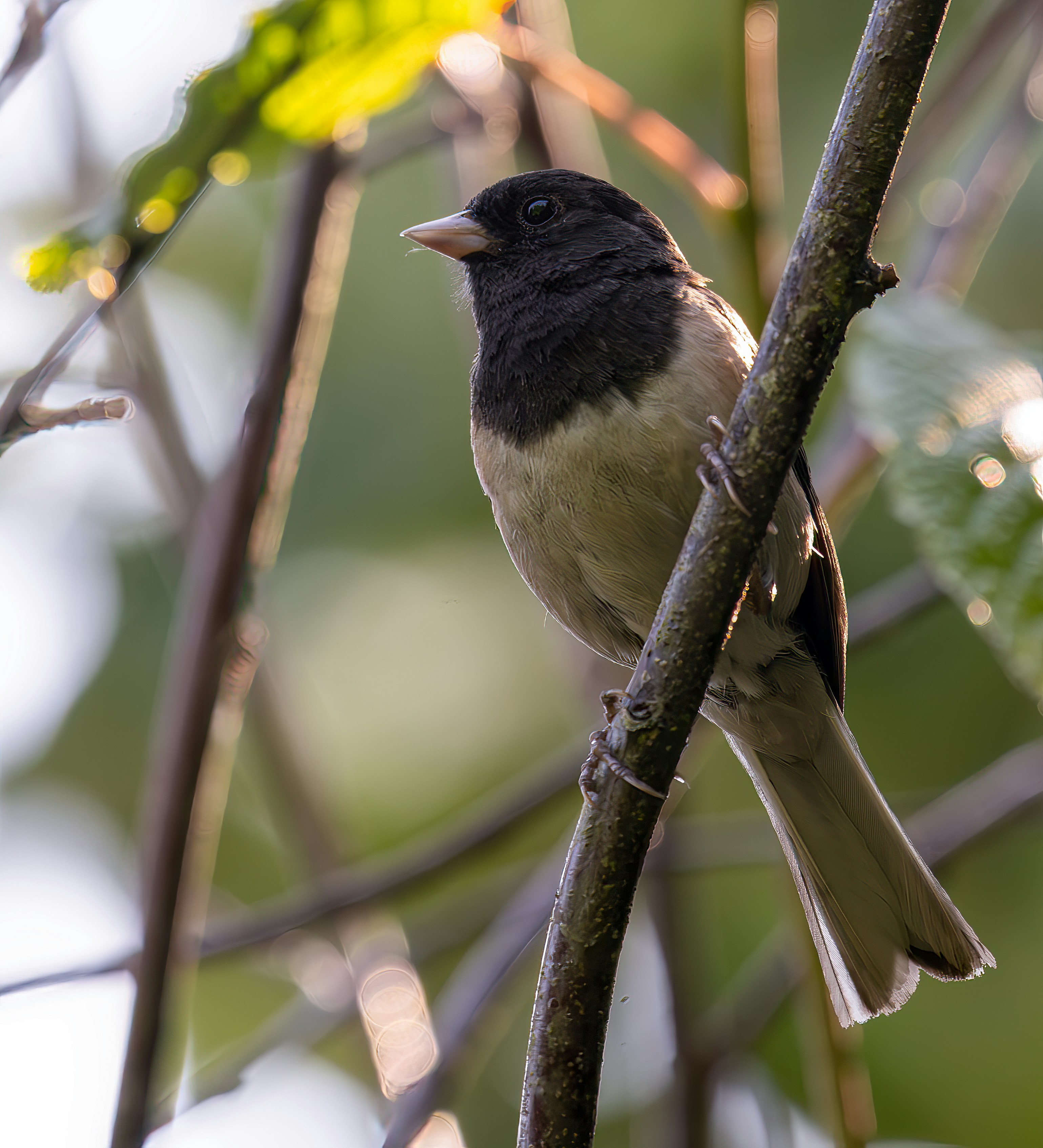 Photo by sicurello_196855