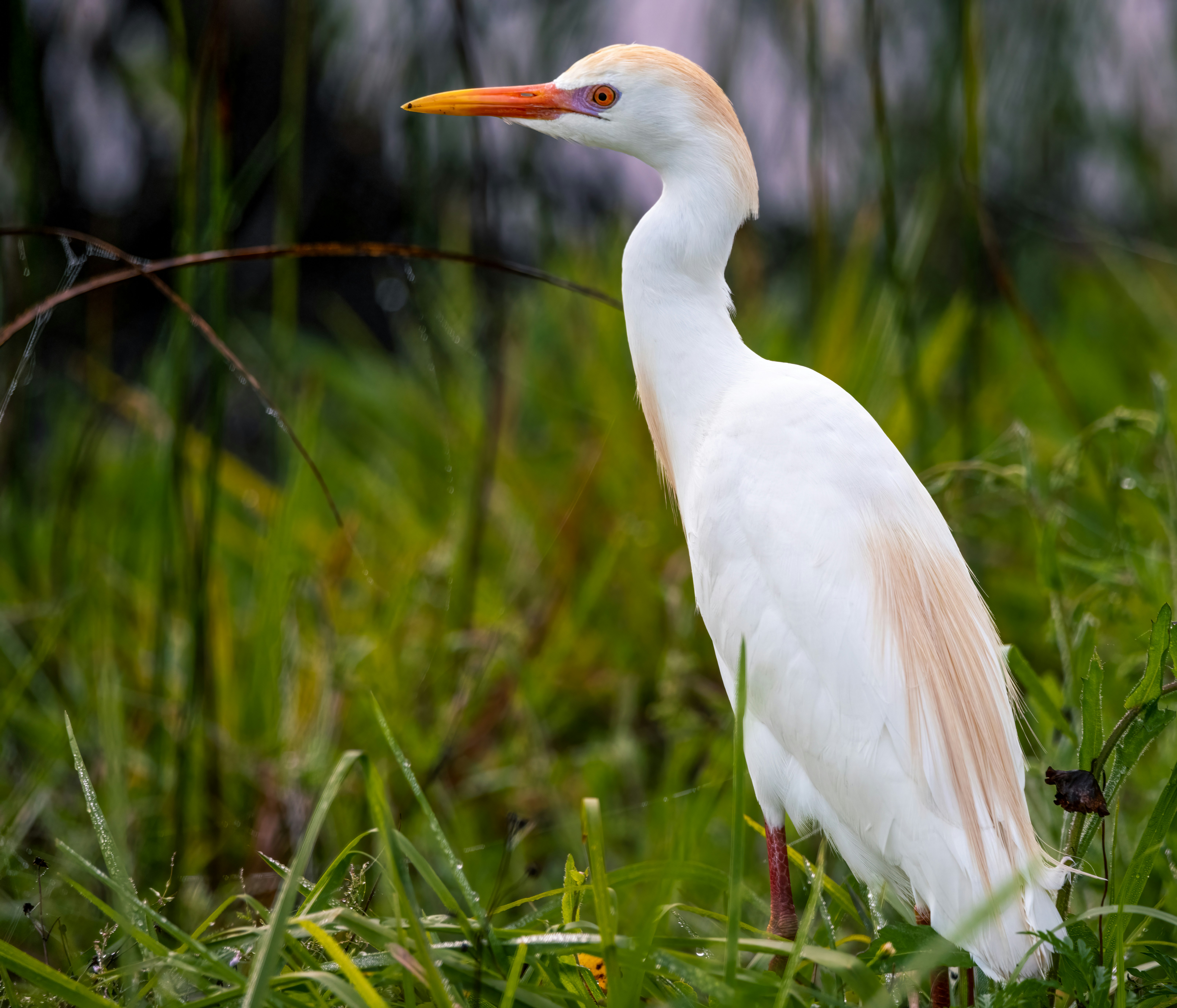 Photo by sicurello_196855