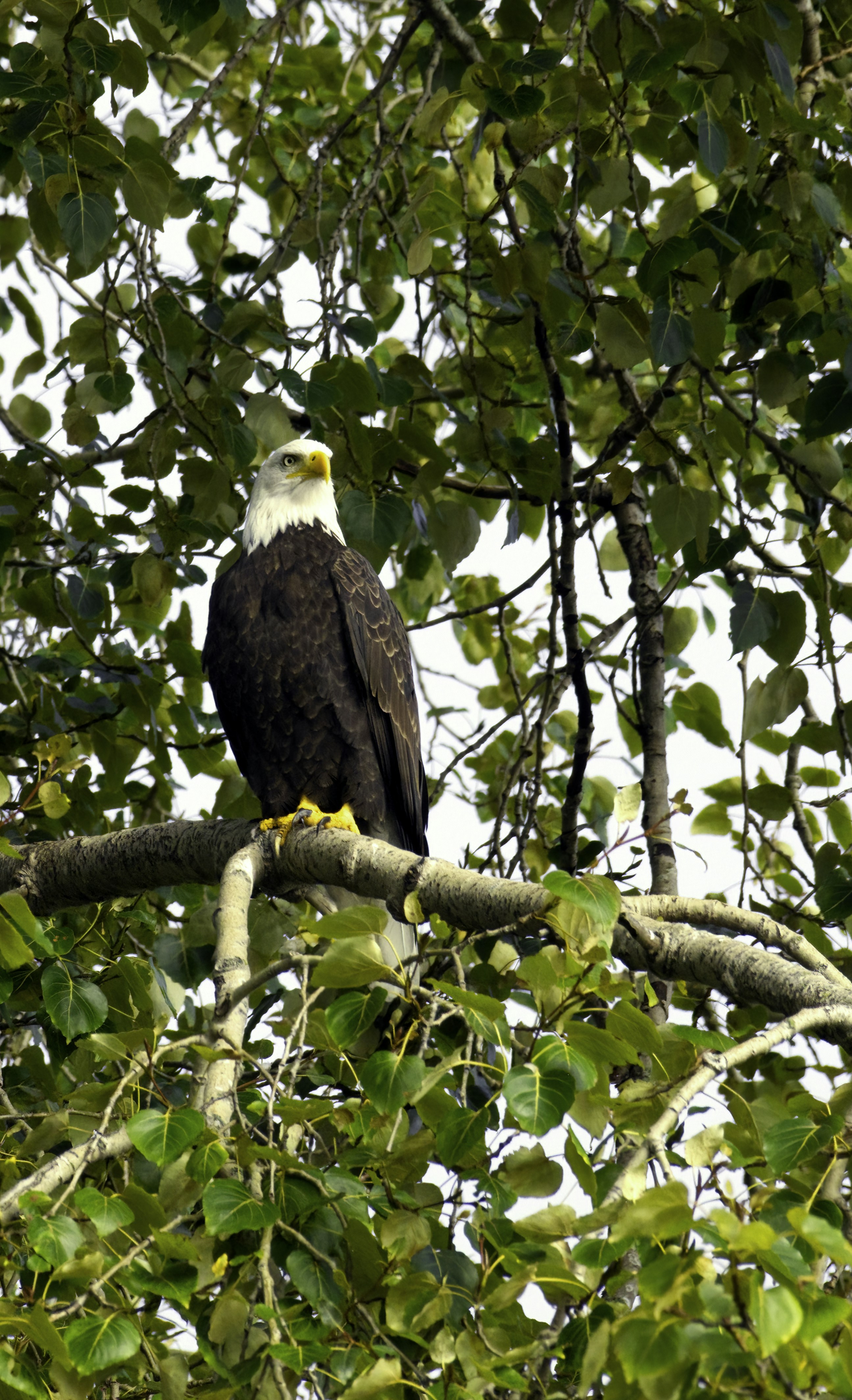 Photo by sicurello_196855