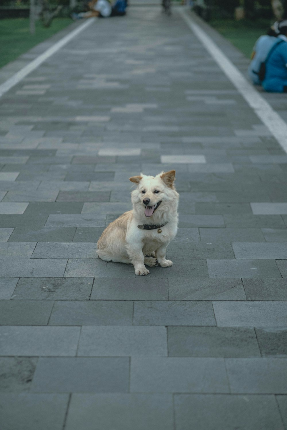 a small white dog sitting on a sidewalk