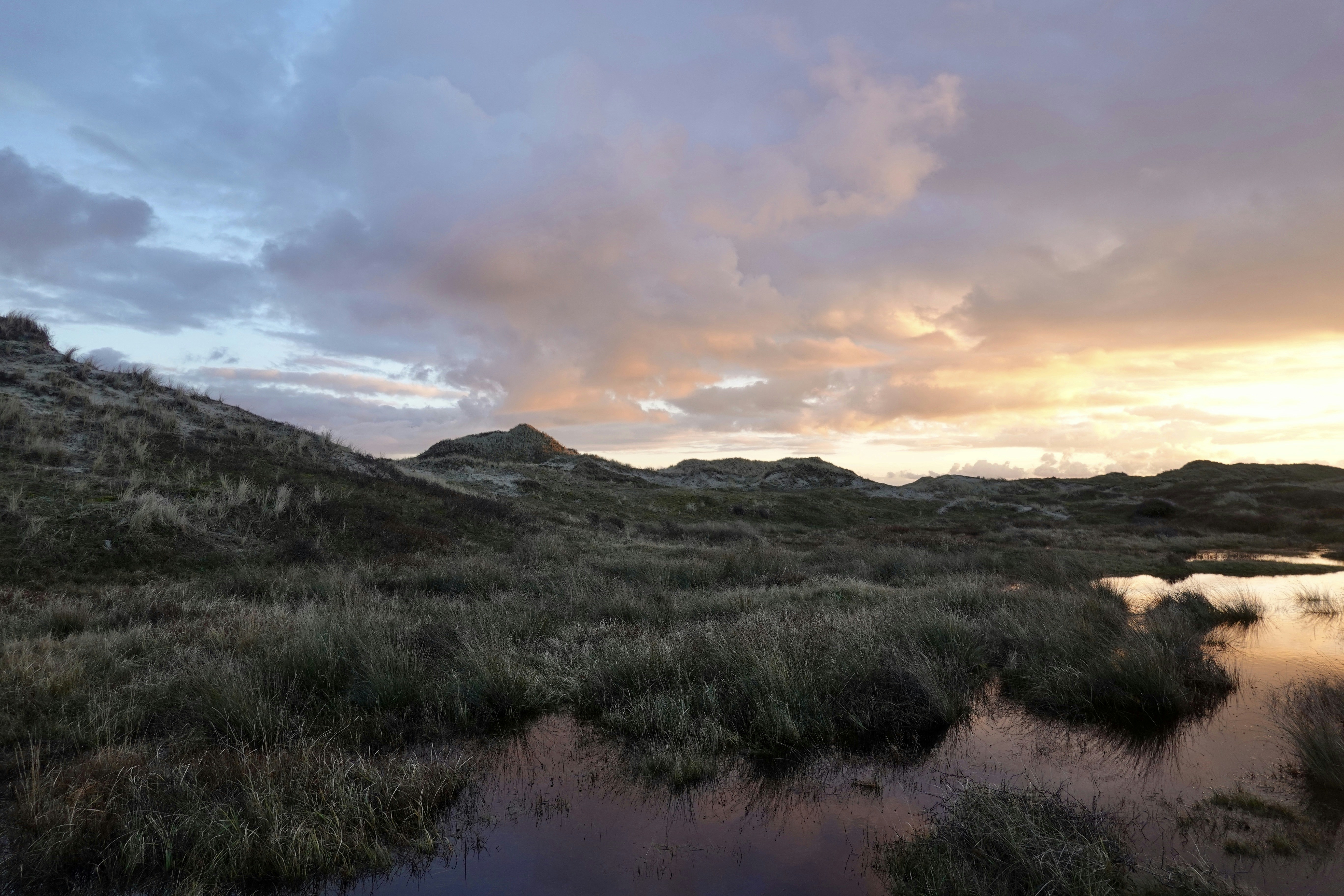 a small pond in the middle of a grassy field