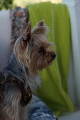 A Yorkshire Terrier is sitting on a couch. The dog has long, silky fur and is wearing a small camouflage harness. In the background, a bright green blanket and a patterned fabric add color to the scene.