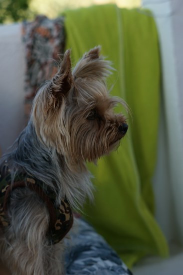 A Yorkshire Terrier is sitting on a couch. The dog has long, silky fur and is wearing a small camouflage harness. In the background, a bright green blanket and a patterned fabric add color to the scene.