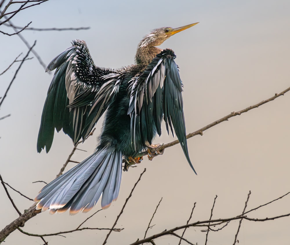 a bird with its wings spread sitting on a branch