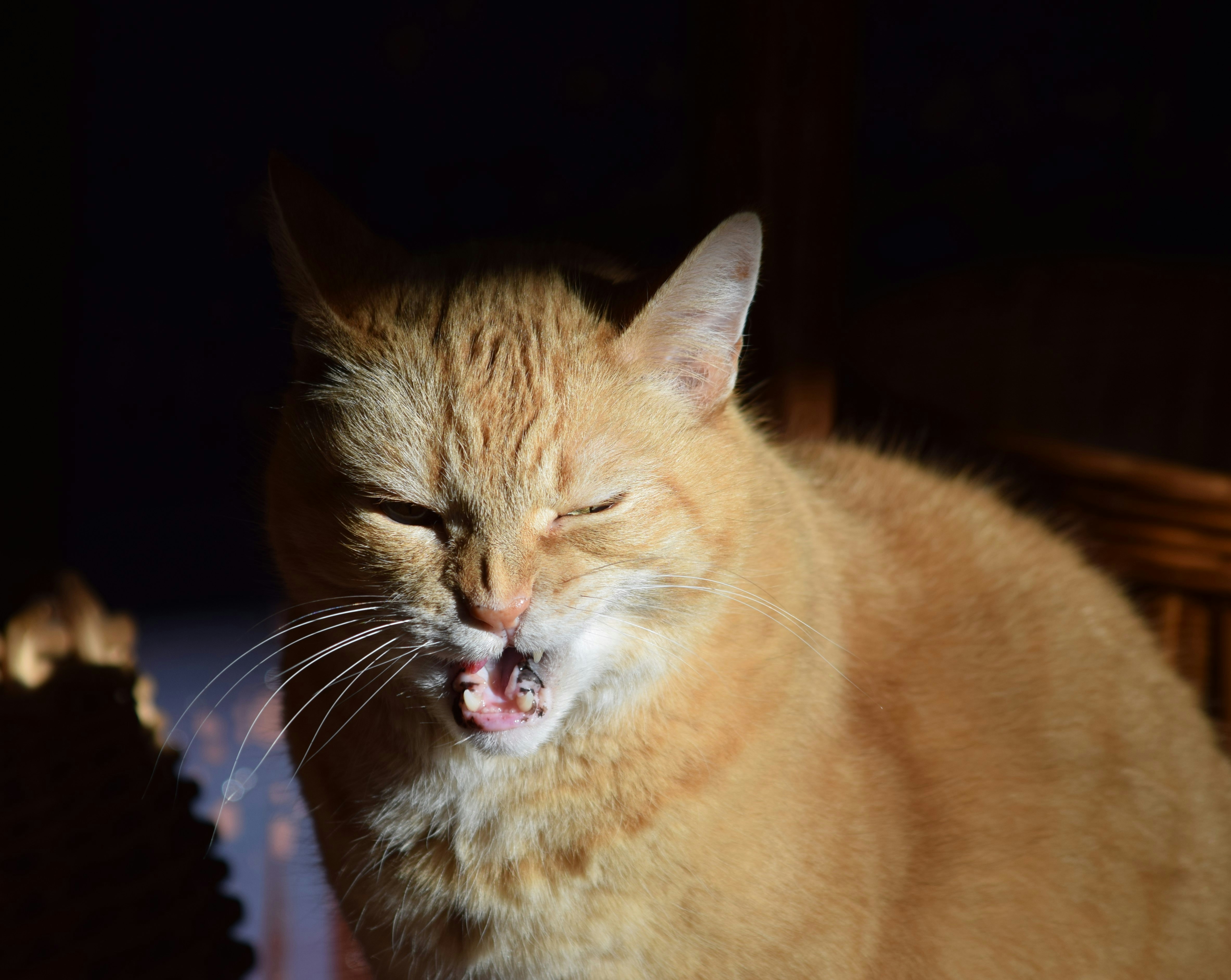 ¿Por qué tu gato tose? Causas y cómo actuar
