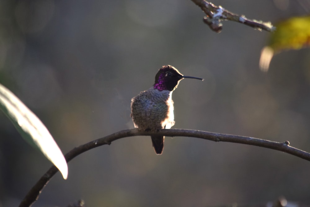 a small bird sitting on a tree branch