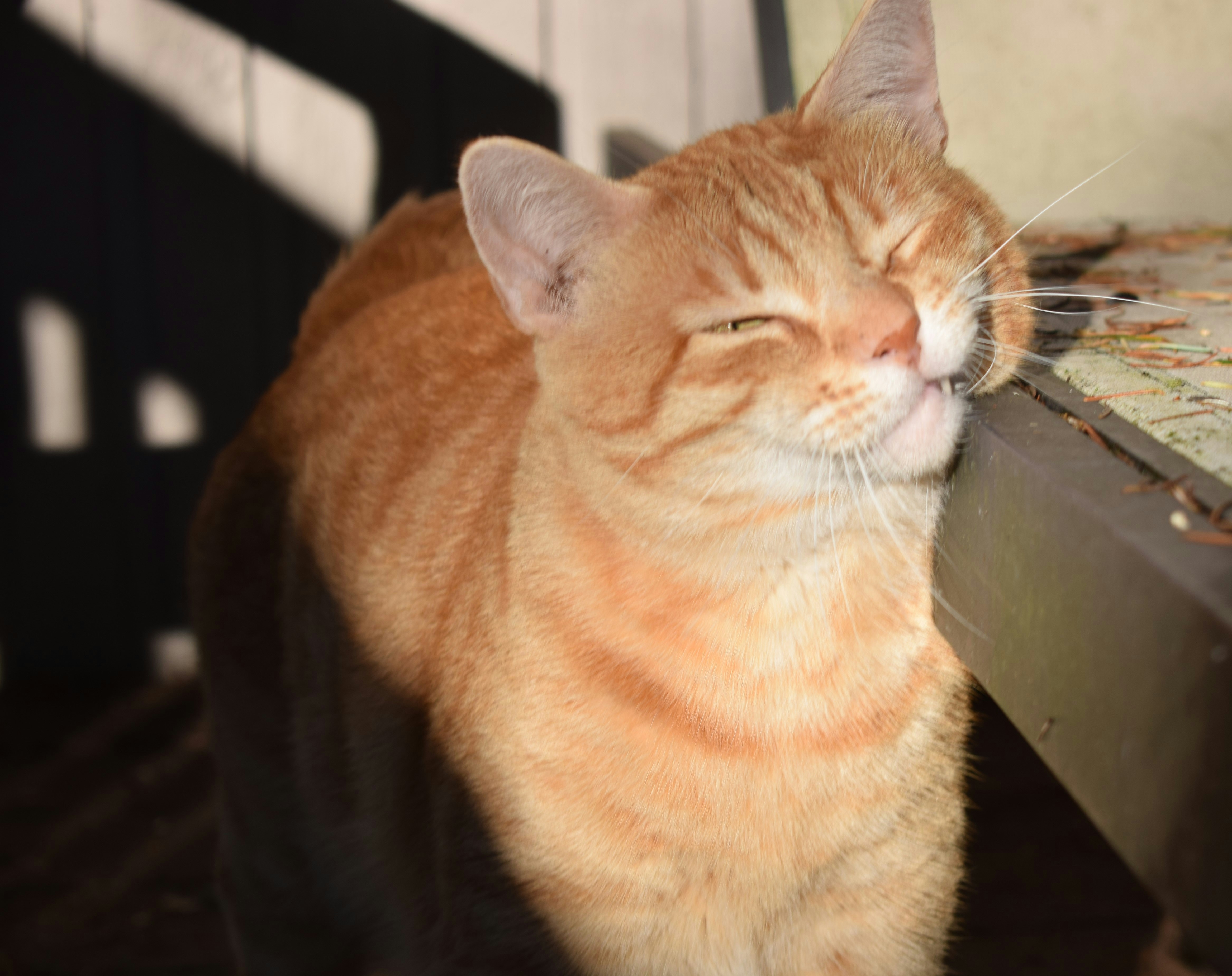seekor kucing oranye dan putih berbaring di atas meja