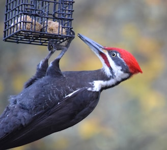 a bird that is eating from a bird feeder