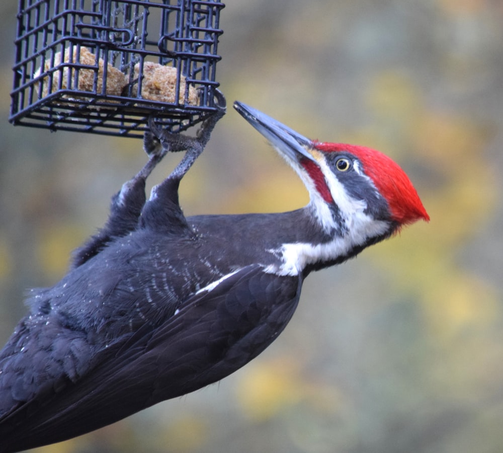 a bird that is eating from a bird feeder