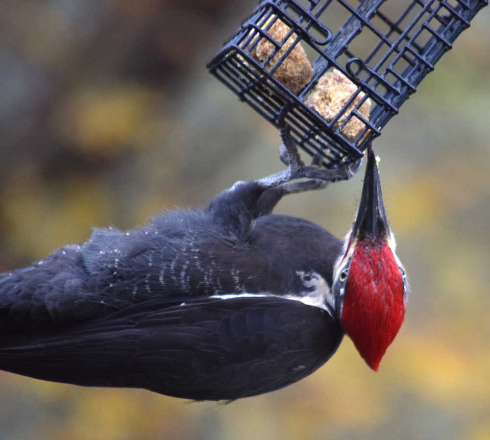 a bird that is hanging from a bird feeder