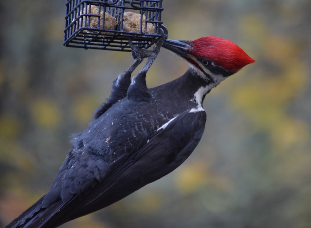 a bird with a red head eating from a bird feeder