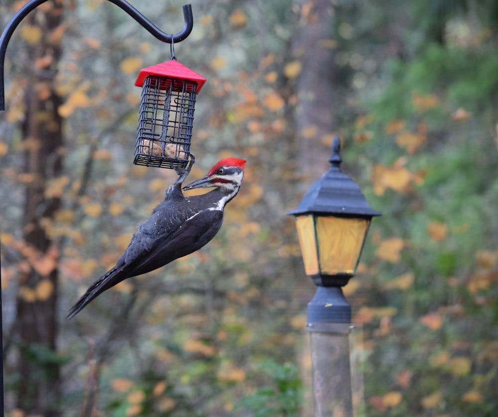 a bird that is standing on a bird feeder