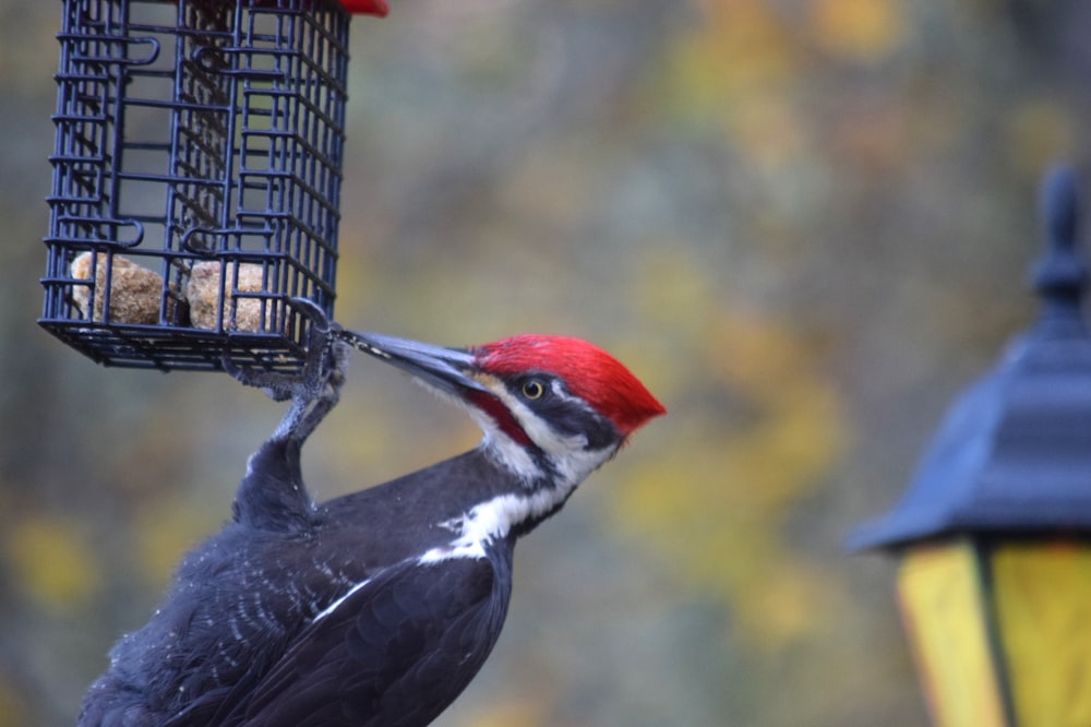 a bird that is eating out of a bird feeder