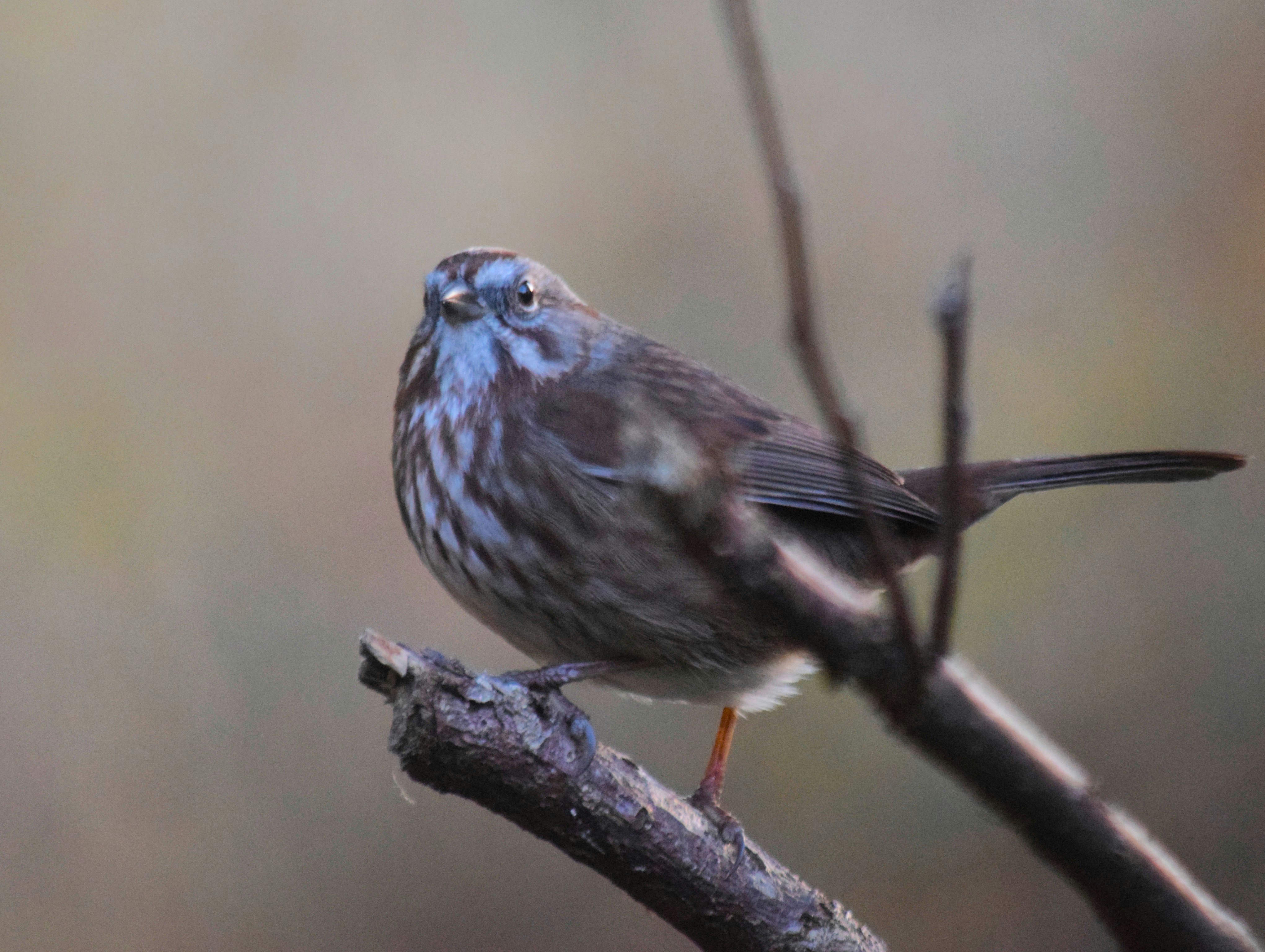 seekor burung kecil bertengger di cabang pohon
