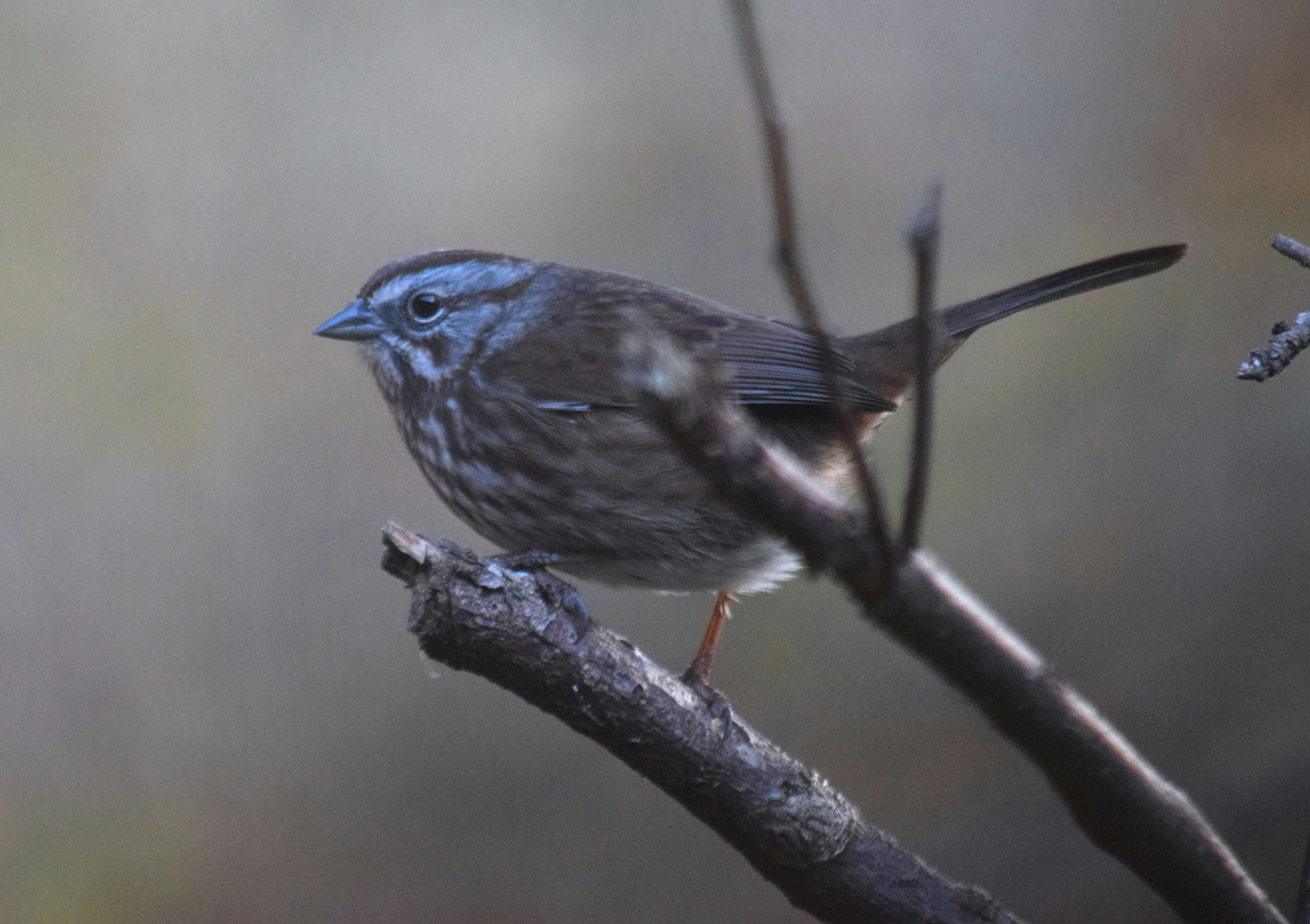 seekor burung kecil bertengger di atas cabang pohon