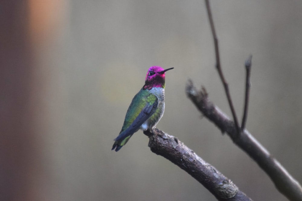 a colorful bird perched on a tree branch