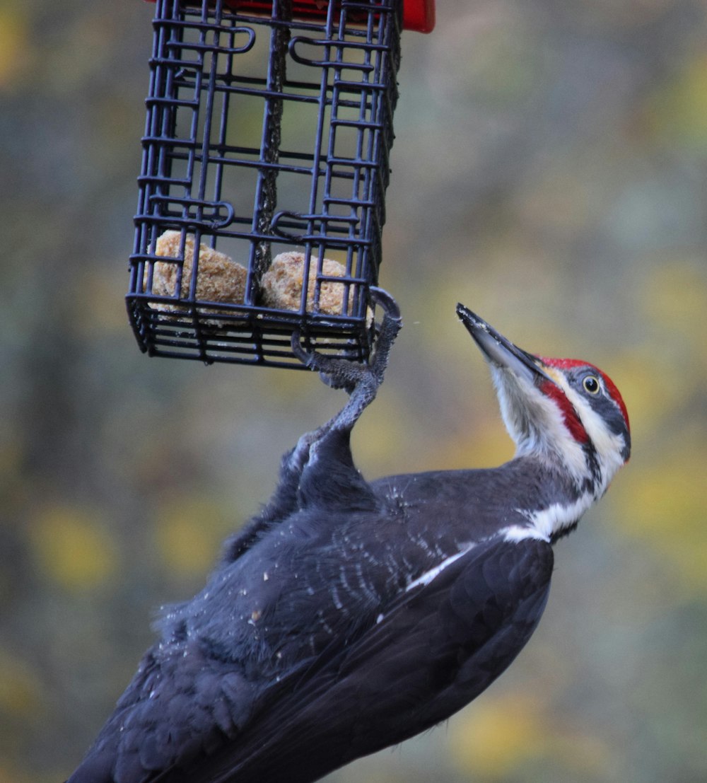 a bird that is eating out of a bird feeder