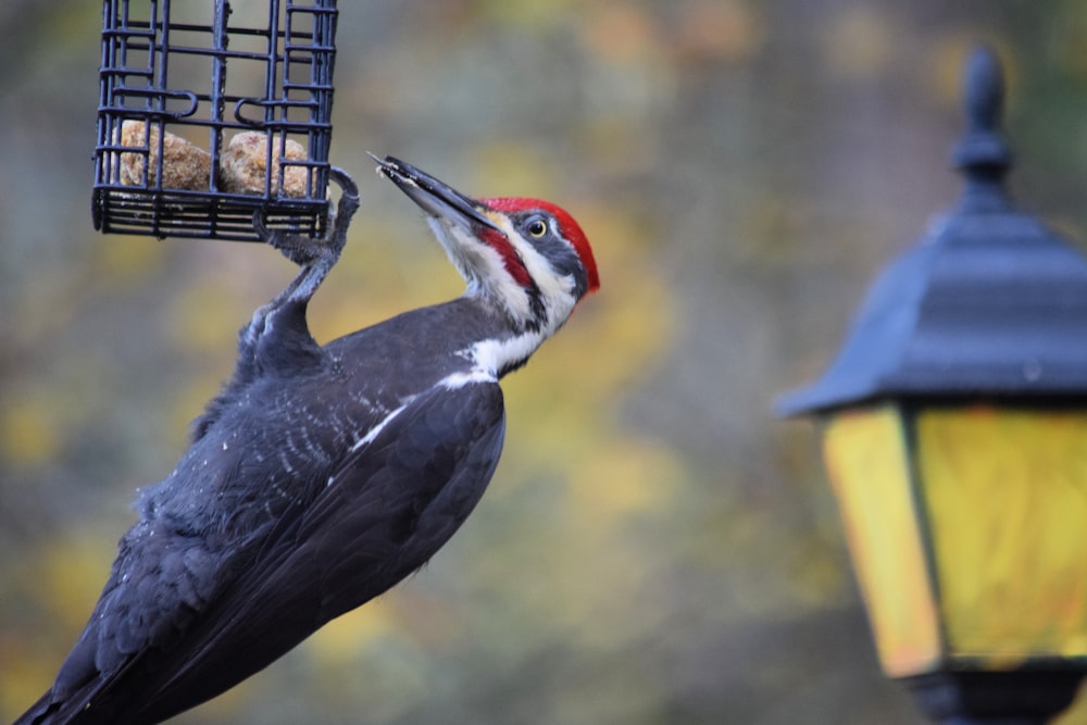 a bird that is standing on a bird feeder