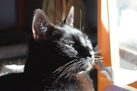 A black cat is sitting by a window with sunlight illuminating its fur, highlighting its whiskers and ears. The cat is gazing outside, suggesting a calm and contemplative mood.
