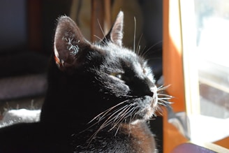 A black cat is sitting by a window with sunlight illuminating its fur, highlighting its whiskers and ears. The cat is gazing outside, suggesting a calm and contemplative mood.