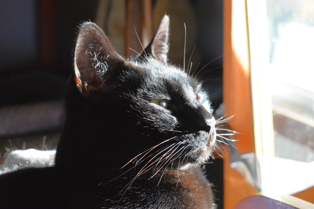 a close up of a cat near a window