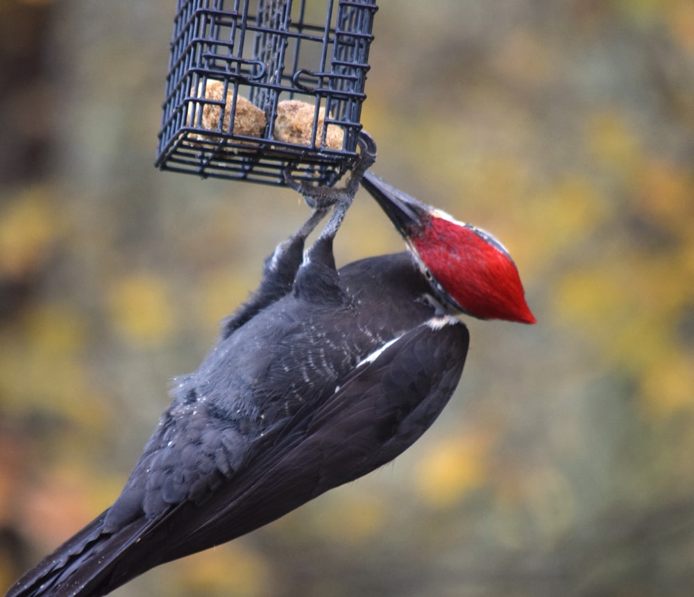 a bird that is standing on a bird feeder