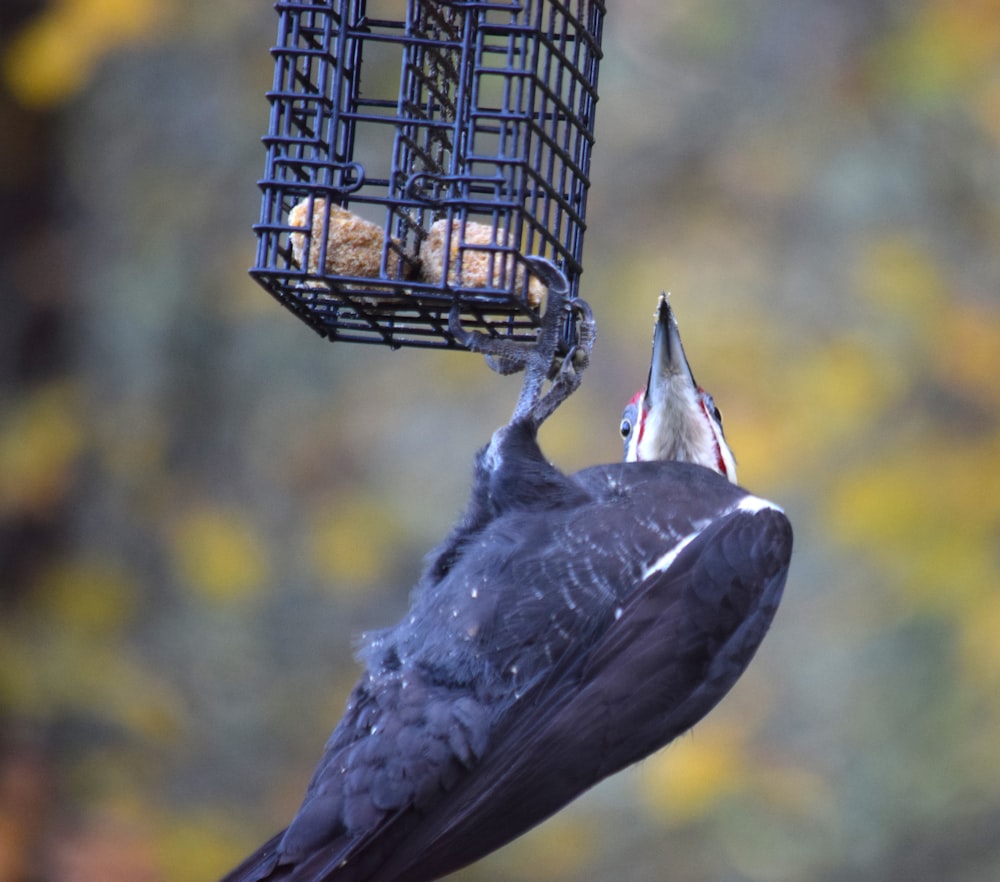 a bird that is eating some food out of a bird feeder