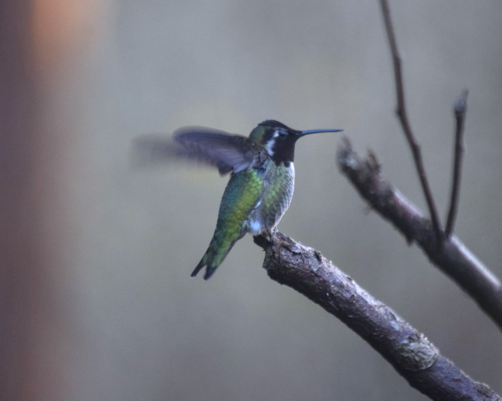 a hummingbird perches on a tree branch
