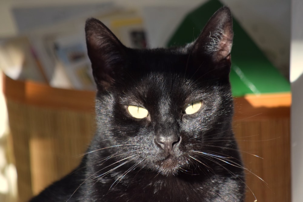 a close up of a black cat with yellow eyes