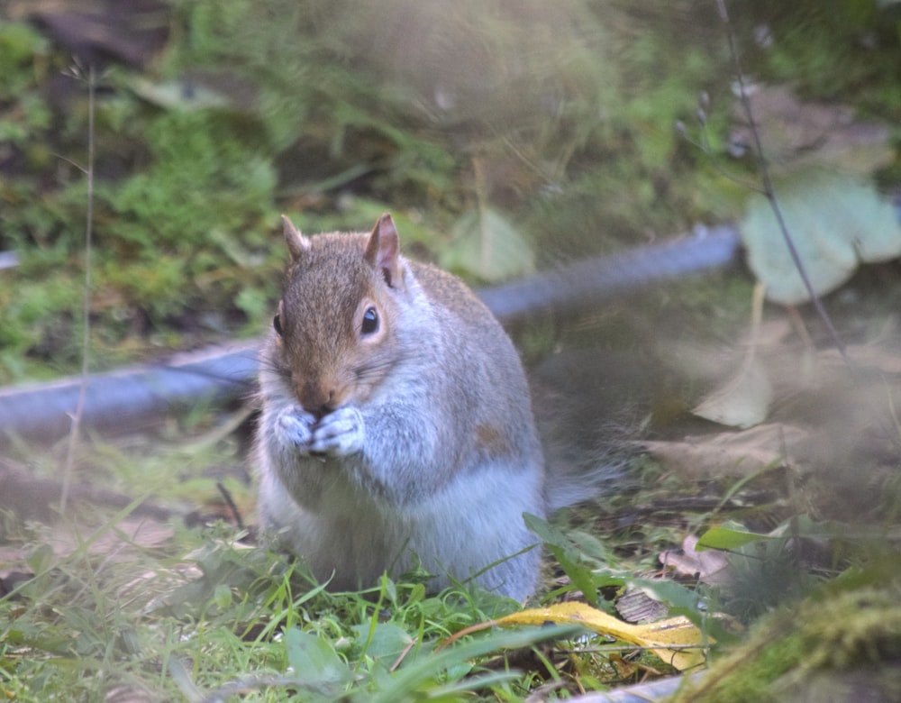 a squirrel sitting in the grass eating something