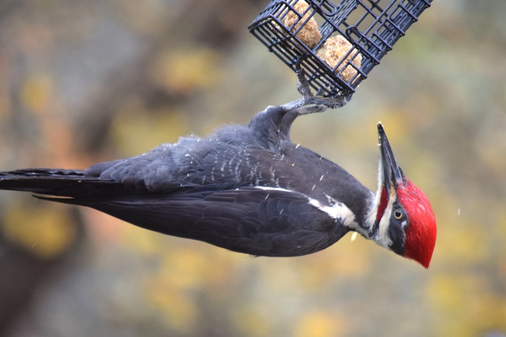 a bird that is eating some food out of a bird feeder