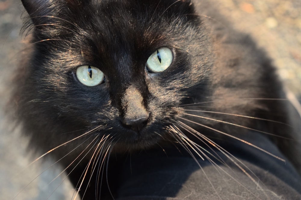 a close up of a black cat with blue eyes