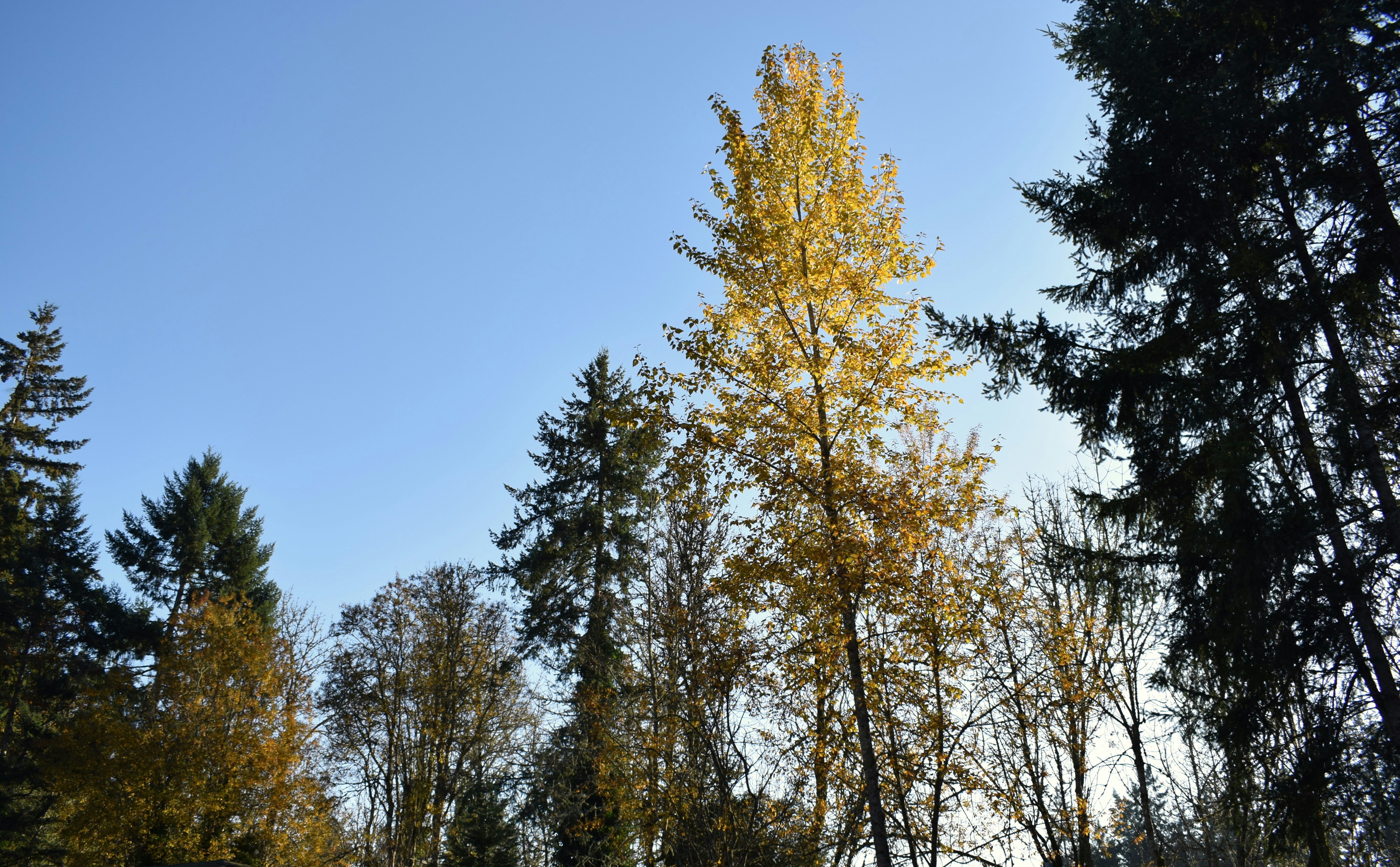a group of trees with yellow leaves on them