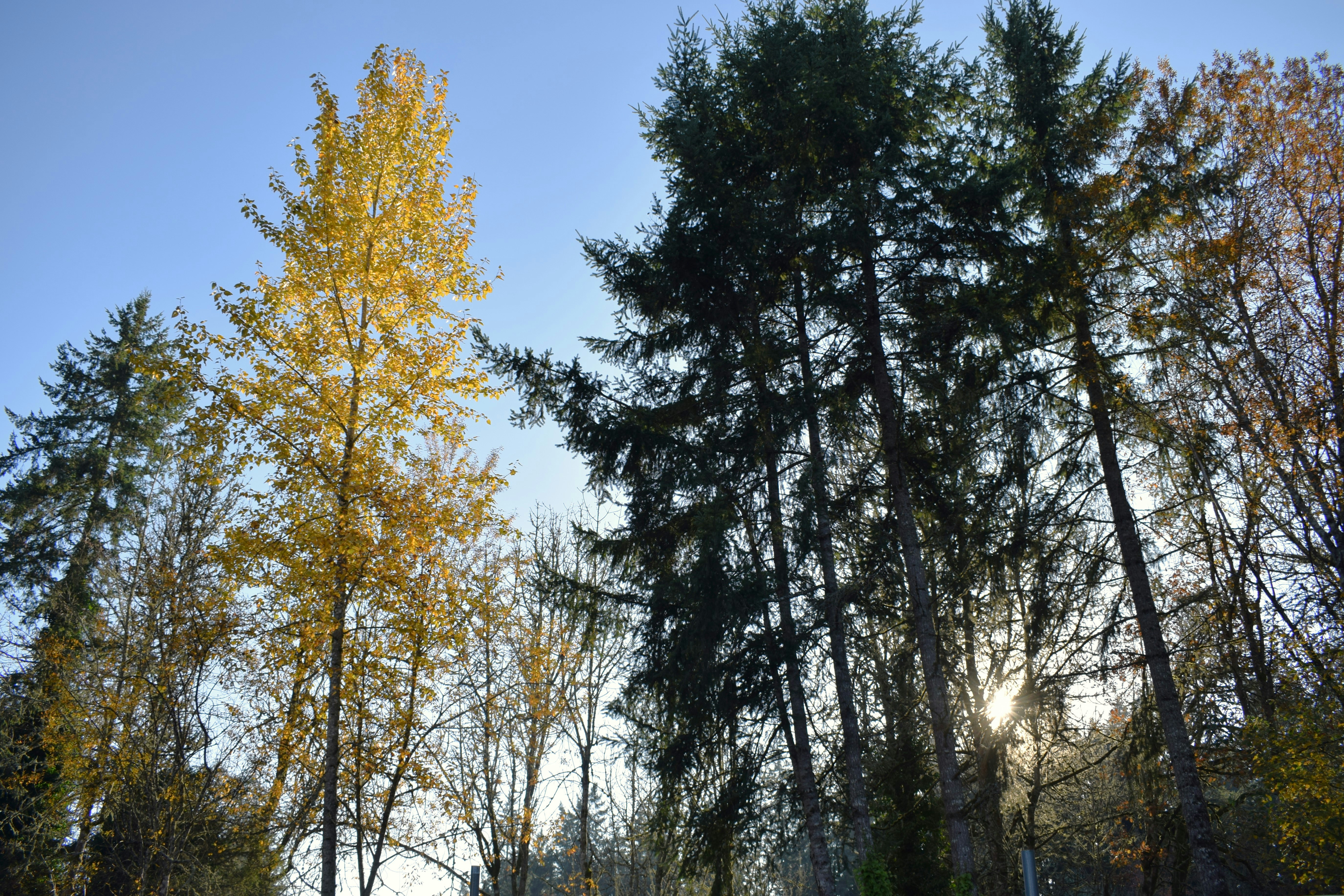 a forest filled with lots of tall trees