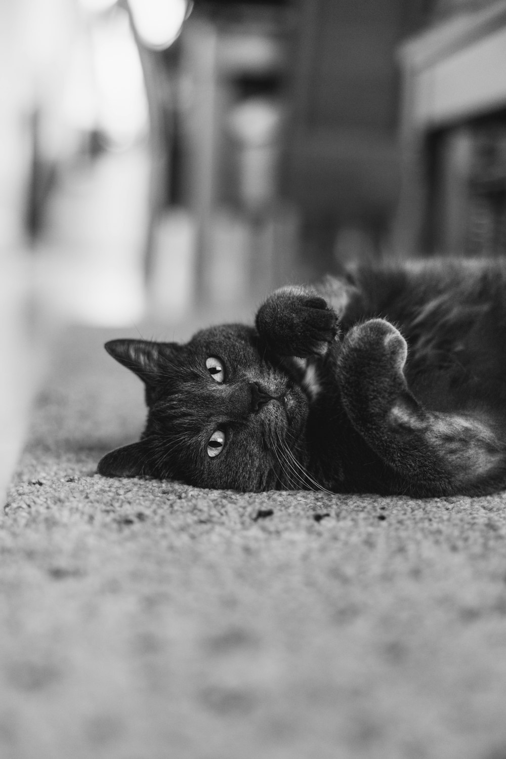 a black cat laying on its back on the floor