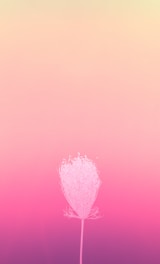 A soft pastel gradient background with delicate sparkles and elegant floral accents.