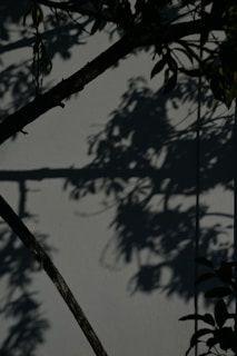 Abstract shadows cast on a white wall, hinting at movement and creative energy.