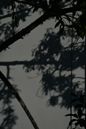 Shadow play on a white wall creating a rhythmic pattern of light and dark shapes.