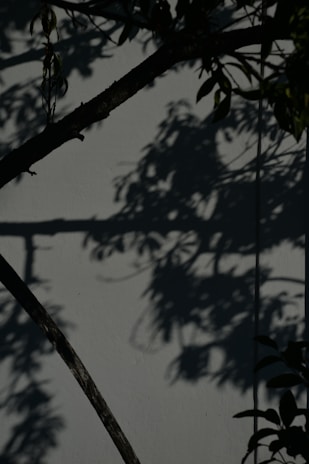 Abstract shadows cast on a white wall, hinting at movement and creative energy.