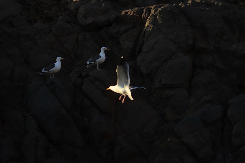 um grupo de gaivotas voando sobre uma praia rochosa