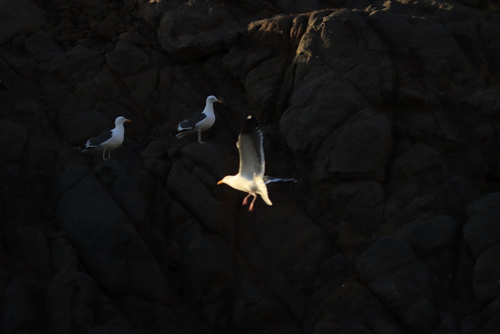 a group of seagulls flying over a rocky beach