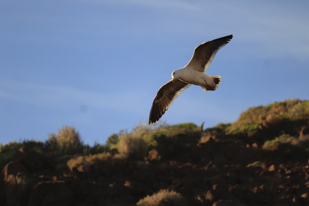 Une mouette volant au-dessus d’une falaise rocheuse par une journée ensoleillée