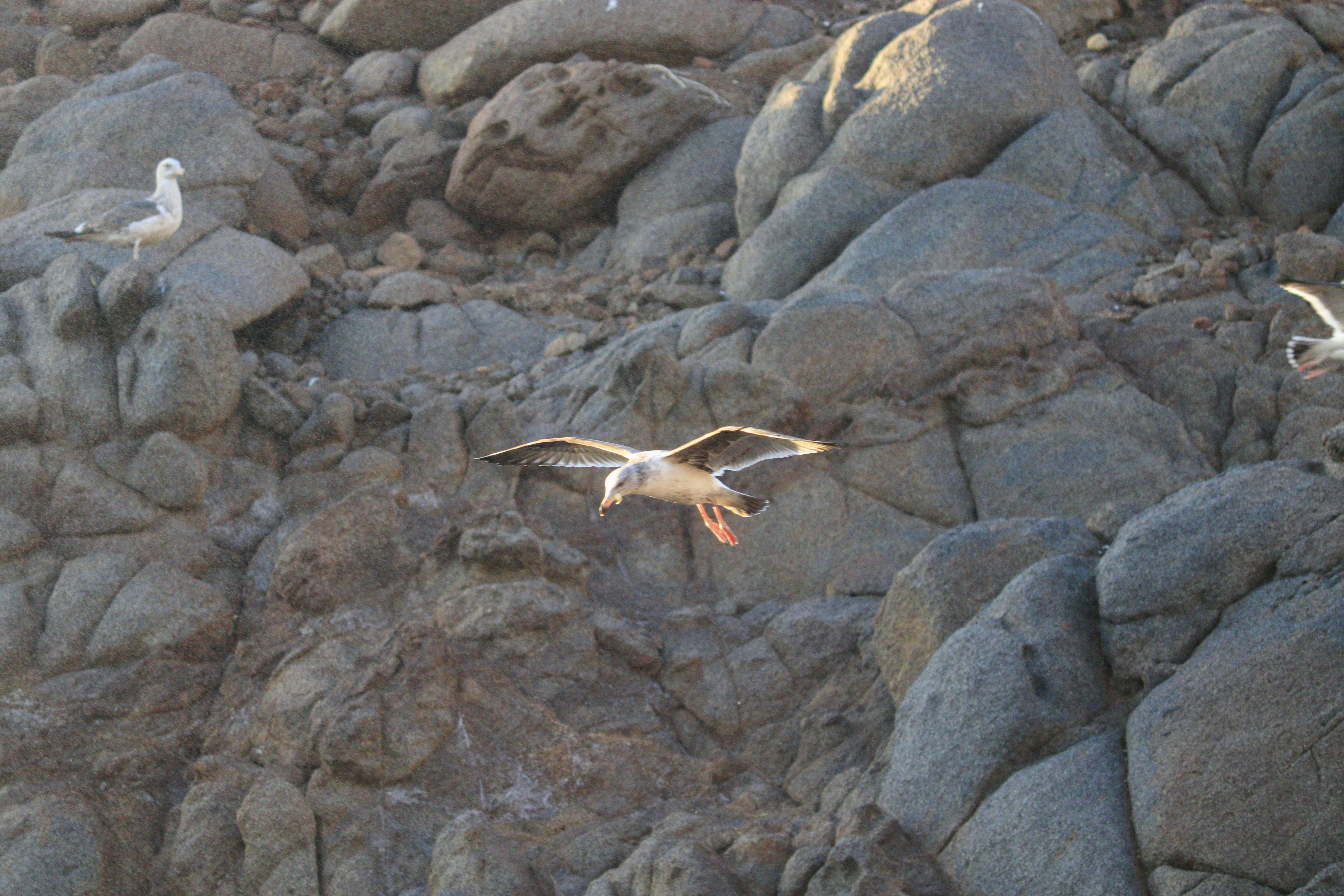 a flock of seagulls flying over a rocky beach