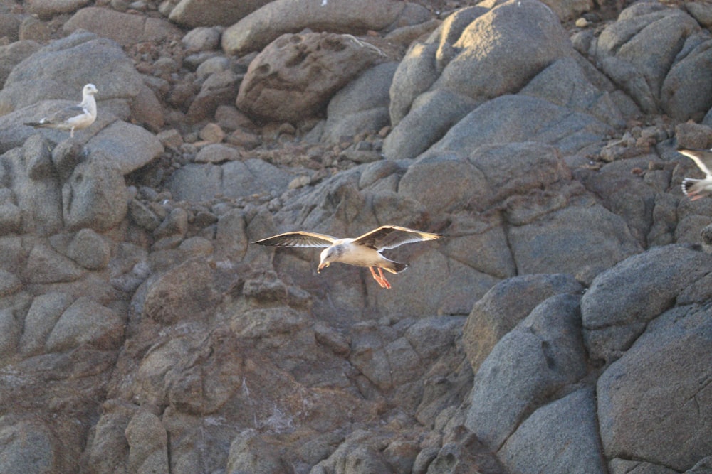 a flock of seagulls flying over a rocky beach