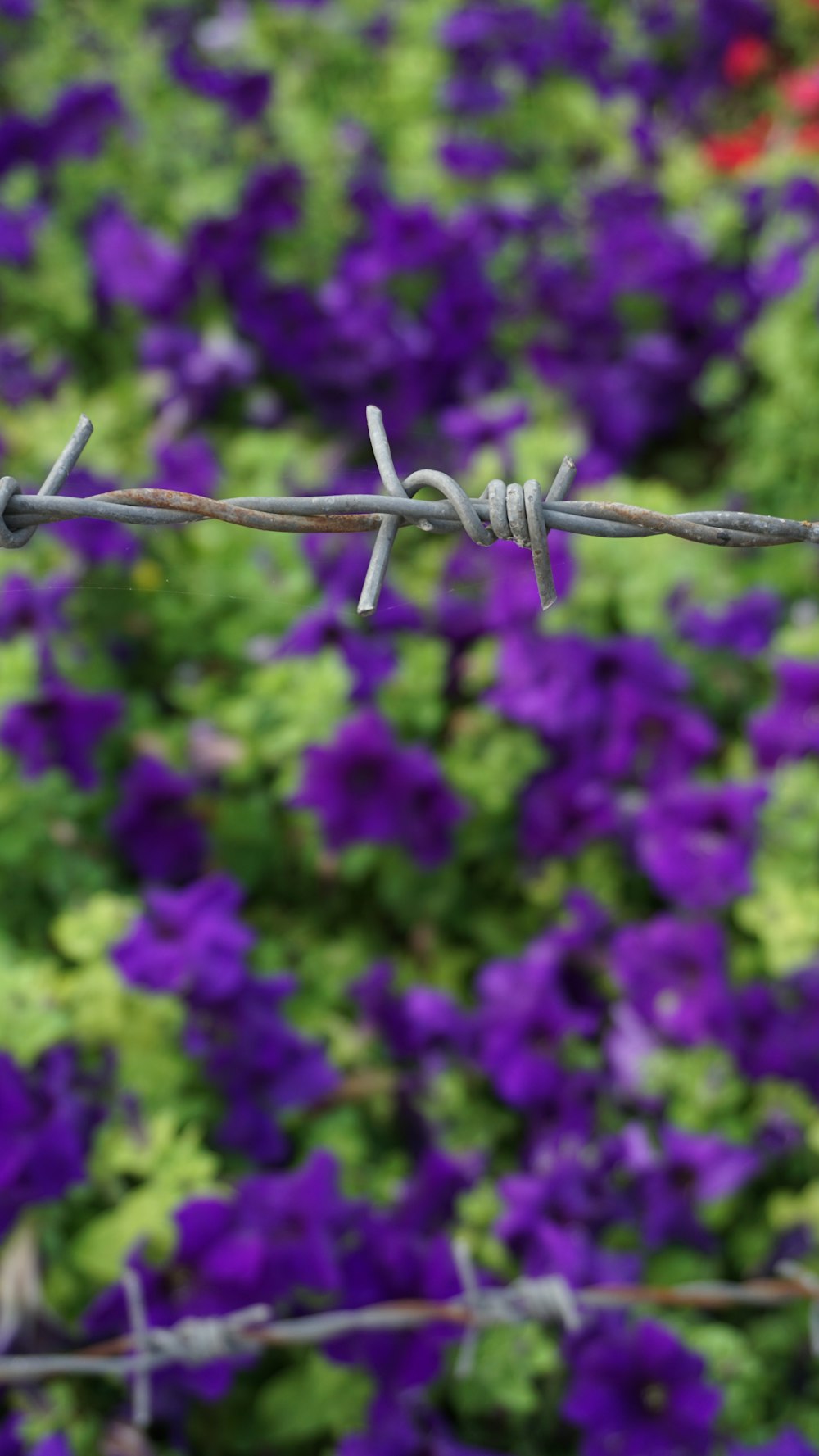 a barbed wire fence with purple flowers in the background