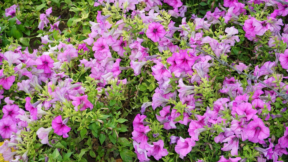 a bunch of purple flowers growing in a garden