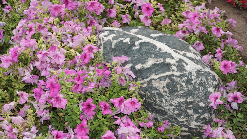 a rock surrounded by pink flowers in a garden