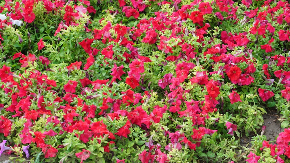 a bunch of red and pink flowers in a garden