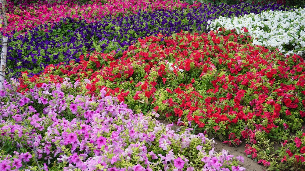 a garden filled with lots of different colored flowers