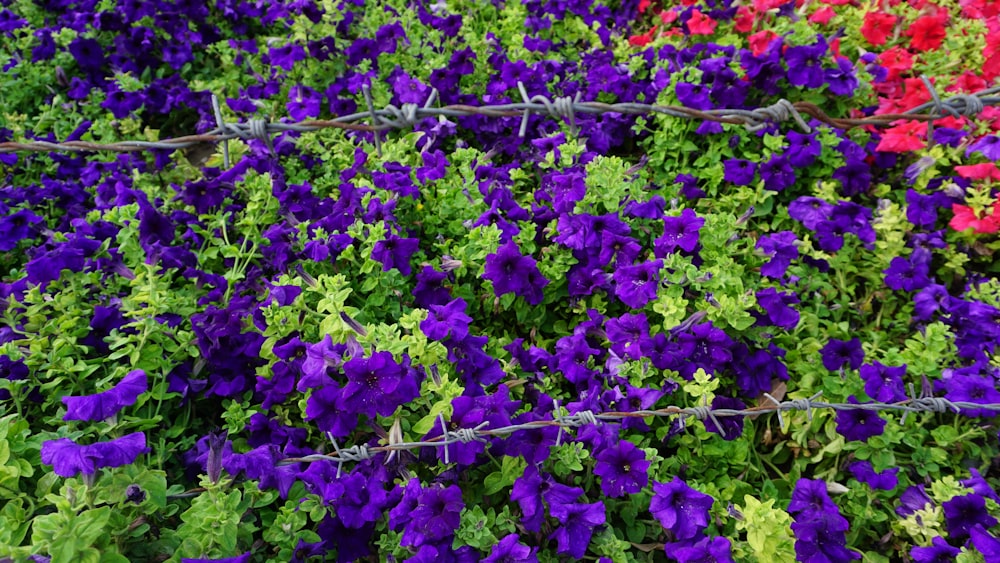 a field of purple and red flowers behind a barbed wire fence